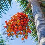 Palm - Certified Organic Vegetable & Carrier Oils - ACO 10282P