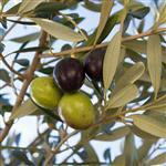 Olive Extra Virgin - Certified Organic Vegetable & Carrier Oils - ACO 10282P