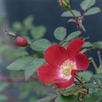 Rosehip (Rosa eglanteria) - Certified Organic Vegetable & Carrier Oils - ACO 10282P