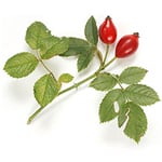 Rosehip (Rosa eglanteria) - Certified Organic Vegetable & Carrier Oils - ACO 10282P