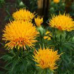Safflower Oil - Linoleic Type Certified Organic Vegetable Oil - ACO 10282P