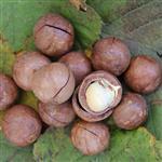 Macadamia Refined - Certified Organic Vegetable & Carrier Oils - ACO 10282P