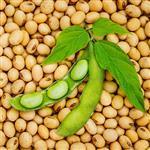 Soya Bean Virgin - Certified Organic Vegetable & Carrier Oils - ACO 10282P