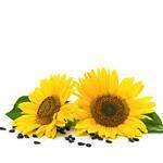 Sunflower Virgin - Certified Organic Vegetable & Carrier Oils - ACO 10282P
