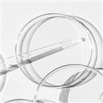 Marine Collagen