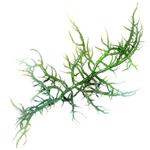 Seaweed - Liquid Extracts [Water Based]