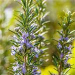 Rosemary With Flowers - Soap Bars