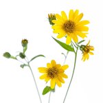 100 ml Arnica Flower CO2 Infused Oil