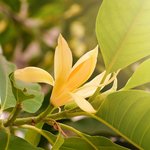 100 ml Champaka Red Absolute 3% in Jojoba Oil