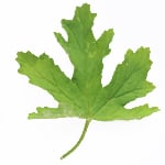 100 ml Geranium Leaf Absolute 3% in Jojoba Oil