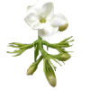 100mL Jasmine Sambac Absolute 3% in Jojoba Oil