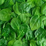 100 ml Spinach Leaf Absolute 3% in Jojoba Oil