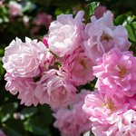 100mL Rose Otto 3% in Jojoba Oil