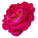 100 ml Rose Damask Absolute 3% in Jojoba Oil