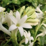 100 ml Tuberose Absolute 3% in Jojoba Oil