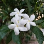 17mL Jasmine Grandiflorum Absolute 3% in Jojoba Oil