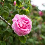 17 ml Rose Bulgarian Absolute 3% in Jojoba Oil                                                      