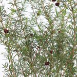 1 LT Boronia Absolute 3% in Jojoba Oil