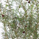 1L Boronia Absolute 3% in Jojoba Oil