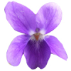 17mL Violet Leaf Absolute 3% in Jojoba Oil