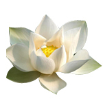 1 LT Lotus White Absolute 3% in Jojoba Oil