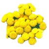 1L Tansy Blue 3% in Jojoba Oil