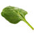 5 LT Spinach Leaf Absolute 3% in Jojoba Oil