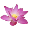 6mL Lotus Pink Absolute 3% in Jojoba Oil