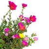 1kg Portulaca - Liquid Extract [Glycerine Based]