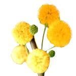 100mL Cassie Flower Absolute