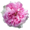 100mL Rose Bulgarian Absolute