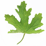 17 ml Geranium Leaf Absolute                                                                        