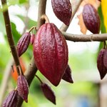 500 g Cocoa Absolute
