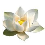 6 g Lotus White Absolute