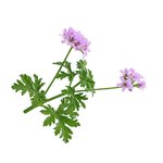 100mL Geranium Essential Oil Certified Organic