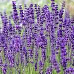100 ml Lavender Certified Organic Oil - ACO 10282P