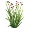 100mL Palmarosa Essential Oil Certified Organic