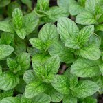 100mL Peppermint Premium Essential Oil Certified Organic