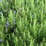 100mL Rosemary Essential Oil - Spanish Type - Certified Organic
