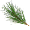 100mL Pine Sylvestre Essential Oil Certified Organic