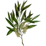 100 ml Tea Tree Australian Certified Organic Essential Oil - ACO 10282P