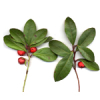 100mL Wintergreen Essential Oil Certified Organic