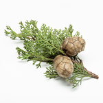 17mL Cypress Essential Oil Certified Organic