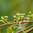 17mL Eucalyptus Gully Gum Essential Oil Certified Organic
