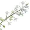 17mL Patchouli Essential Oil Certified Organic