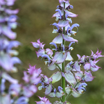 1 kg Clary Sage Certified Organic Essential Oil - ACO 10282P