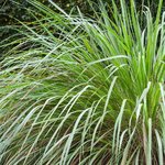 1L Citronella Essential Oil Certified Organic