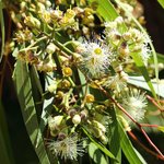 1L Eucalyptus Citriodora Essential Oil Certified Organic