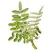 1kg Frankincense Serrata Essential Oil Certified Organic