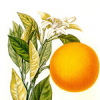 1kg Mandarin Red Essential Oil Certified Organic